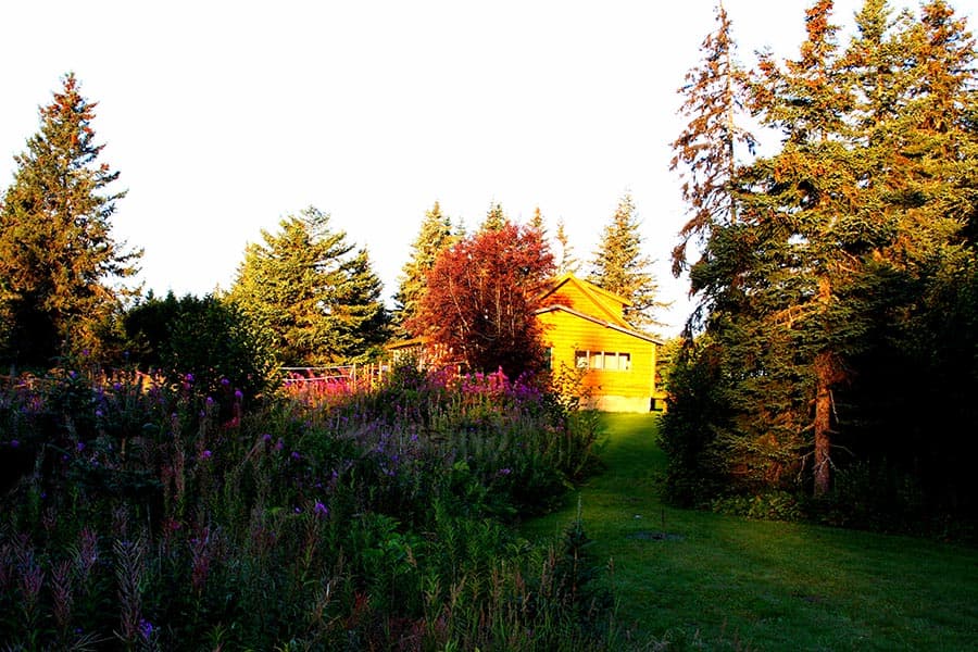 Bear Den Vacation Home lit by sunlight and nestled amongst a variety of evergreens and deciduous trees.