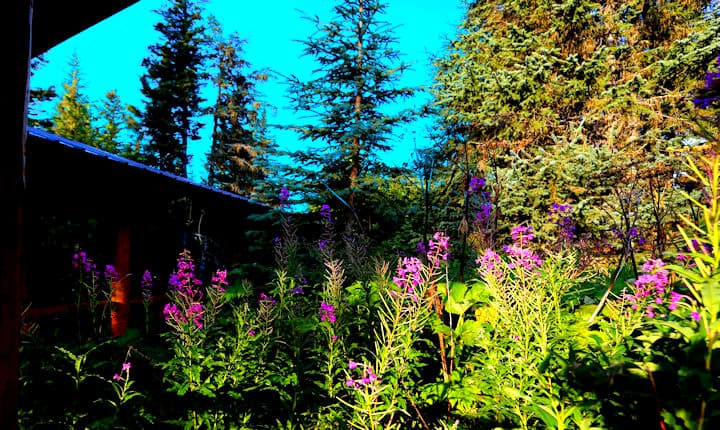 A profusion of green foliage and tall flowering plants with bright pink-purple blossoms next to Moose Cabin.
