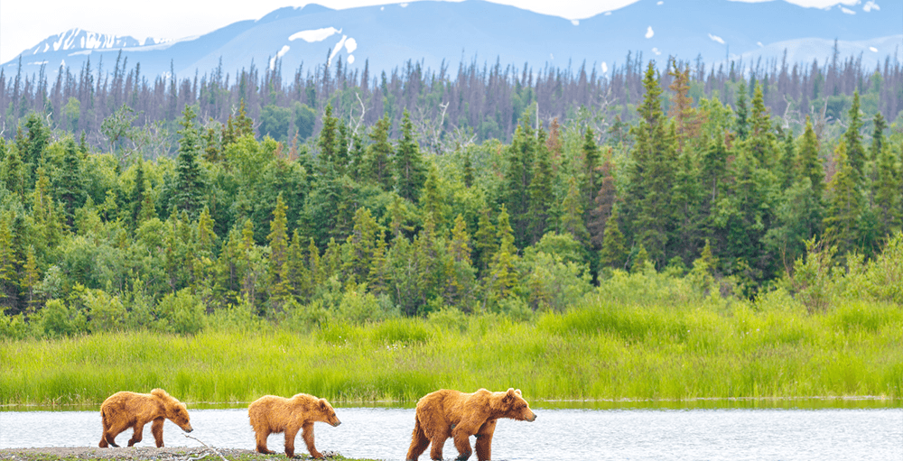 A group of three brown bears walk along the edge of a serene lake, surrounded by lush greenery and distant mountains.