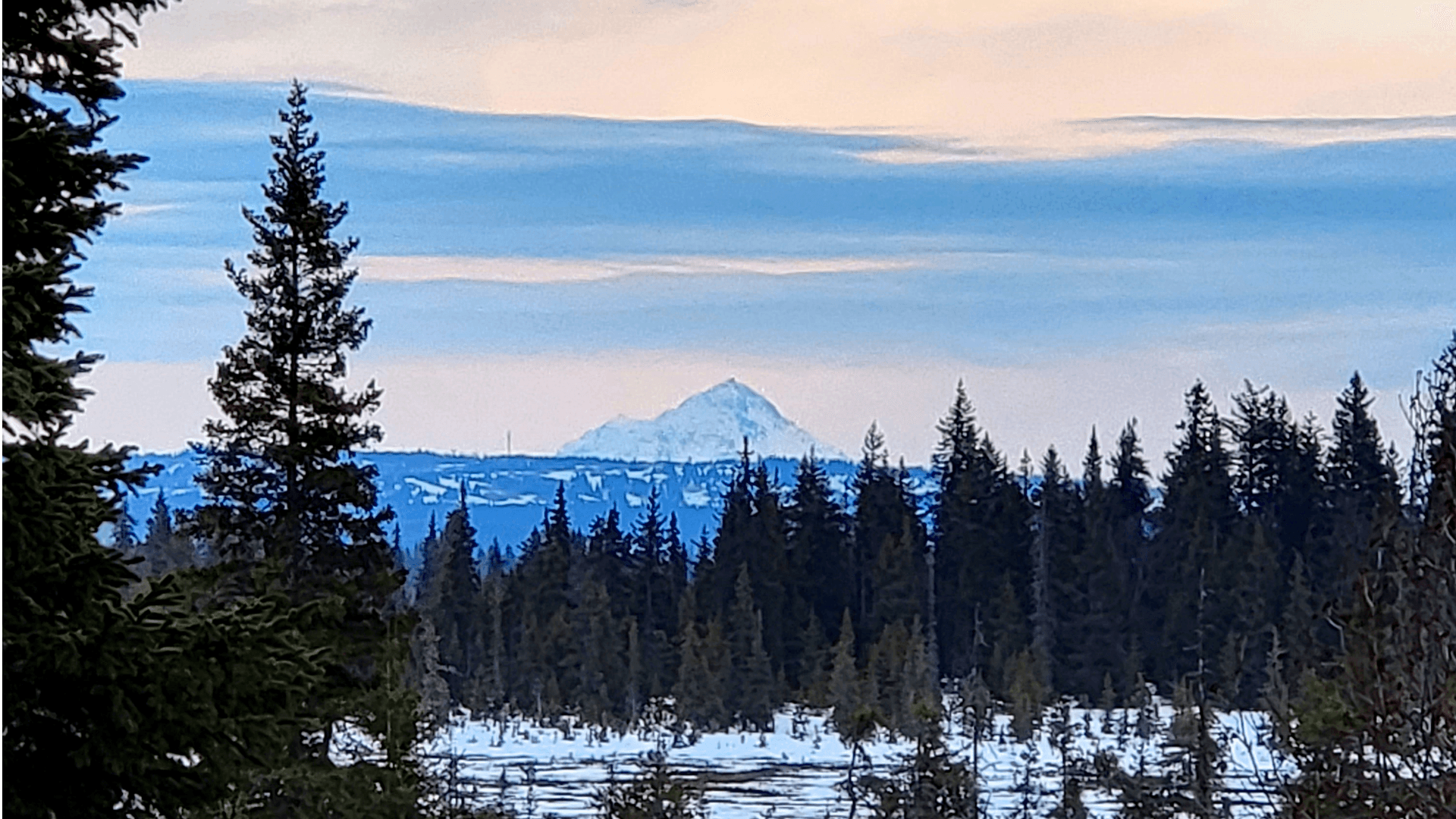 Snow-capped mountain rises above a forest of evergreens under a pale sky.